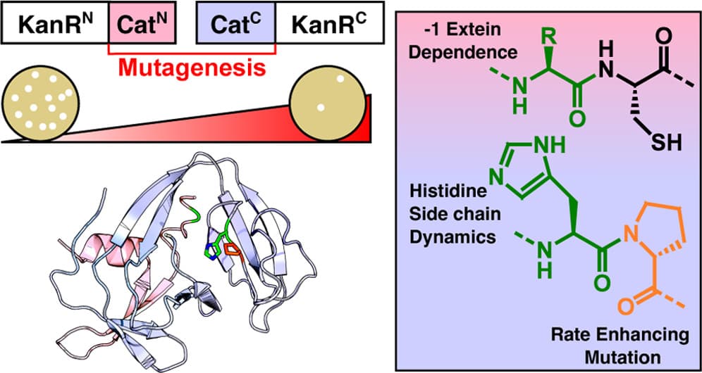 A conserved histidine residue drives extein dependence in an enhanced atypically split intein