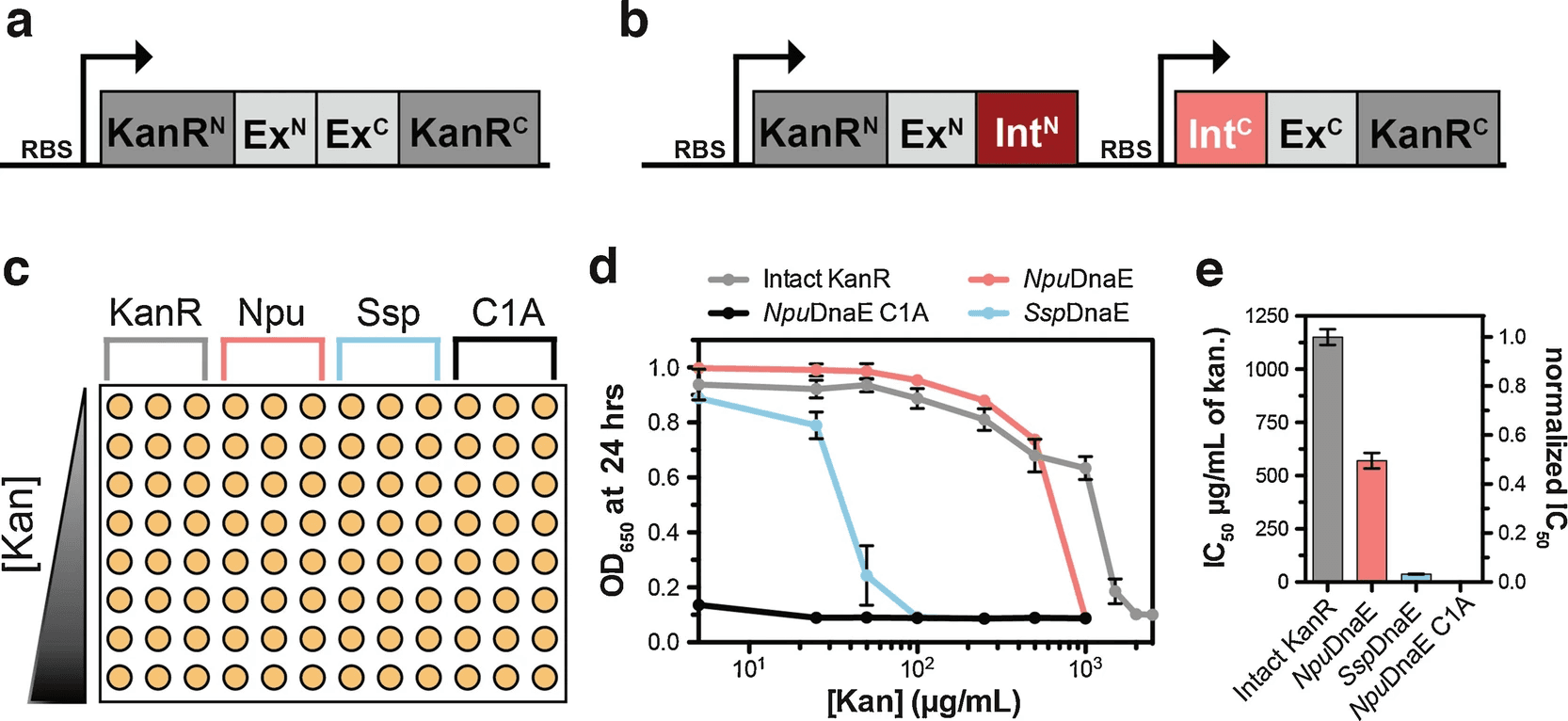 Identification, characterization, and optimization of split inteins