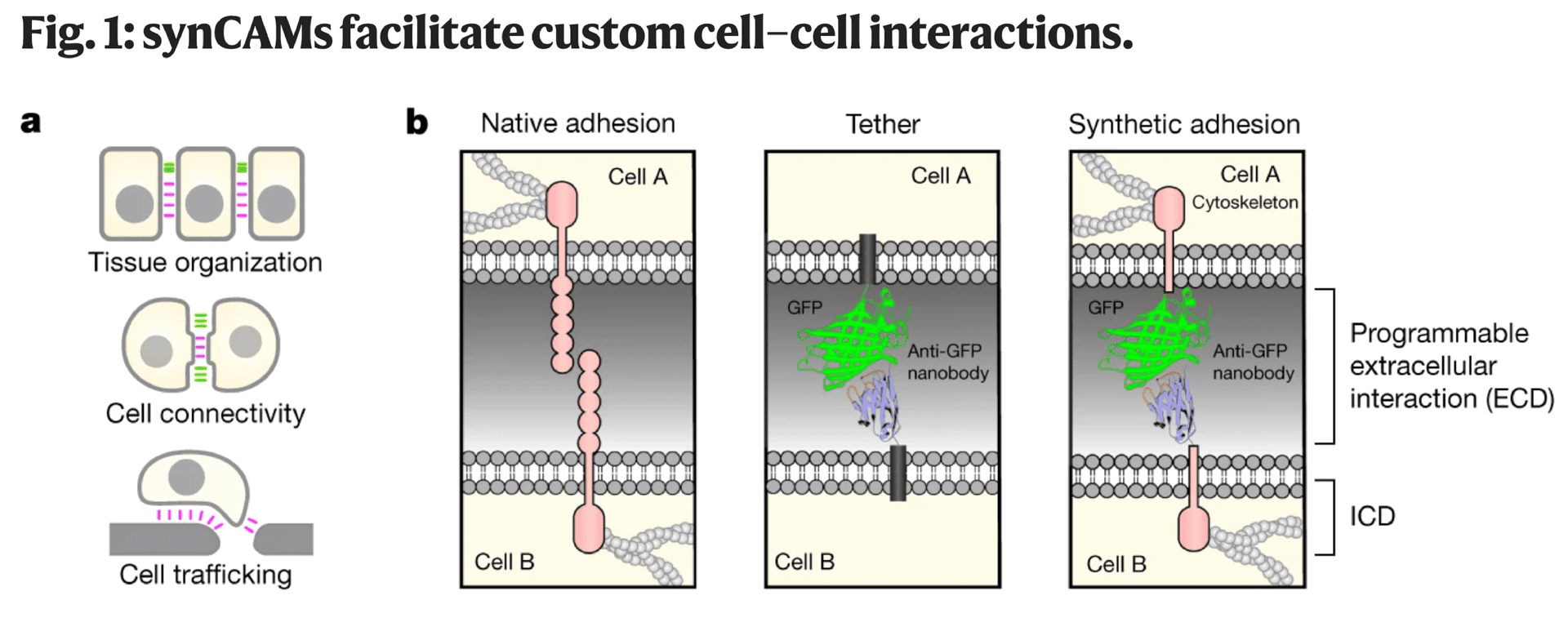 Programming multicellular assembly with synthetic cell adhesion molecules