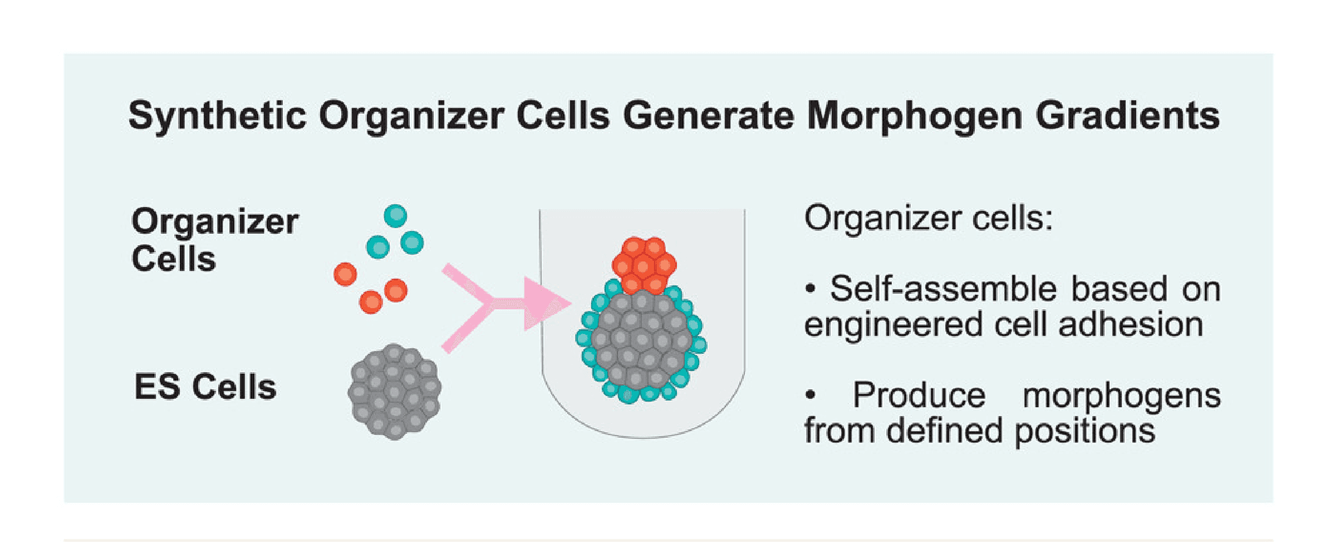 Synthetic organizer cells guide development via spatial and biochemical instructions
