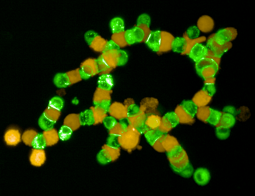 Synthetic cell assembly